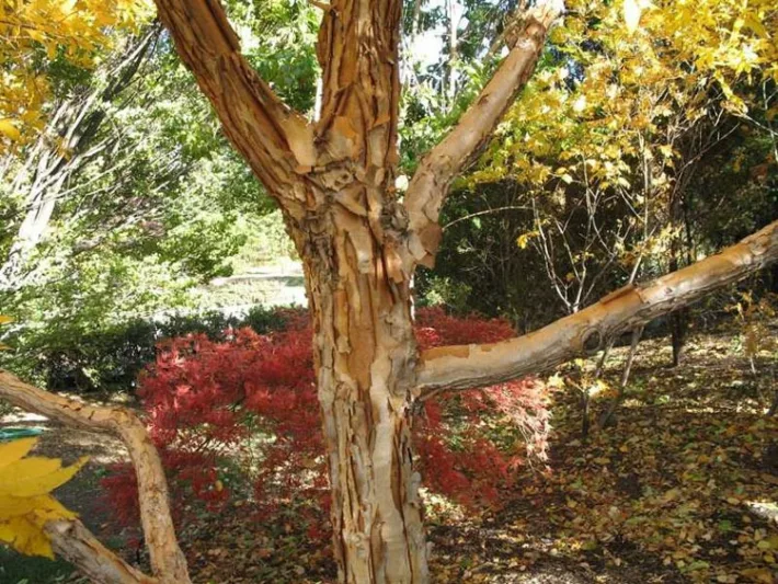 Acer triflorum,Three-Flowered Maple,  Tree with fall color, Fall color, Attractive bark Tree, Peeling Bark