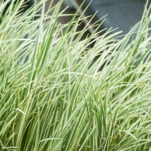 Acorus calamus 'Variegatus',Variegated Sweet Flag, Silver-Striped Sweet Flag, Grassy-Leaved Sweet Flag,Acorus calamus 'Argenteostriatus'