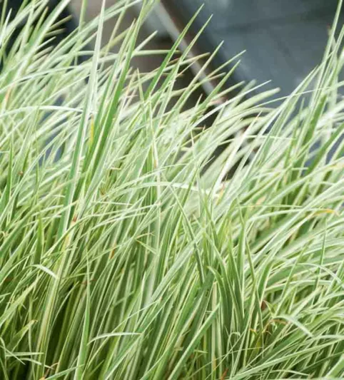 Acorus calamus 'Variegatus',Variegated Sweet Flag, Silver-Striped Sweet Flag, Grassy-Leaved Sweet Flag,Acorus calamus 'Argenteostriatus'