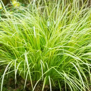 Acorus gramineus 'Ogon', Golden Variegated Sweet Flag, Golden Dwarf Sweet Flag, Grassy-Leaved Sweet Flag