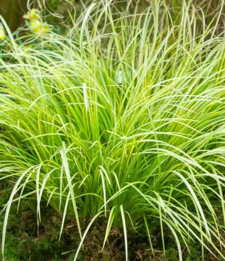 Acorus gramineus 'Ogon', Golden Variegated Sweet Flag, Golden Dwarf Sweet Flag, Grassy-Leaved Sweet Flag