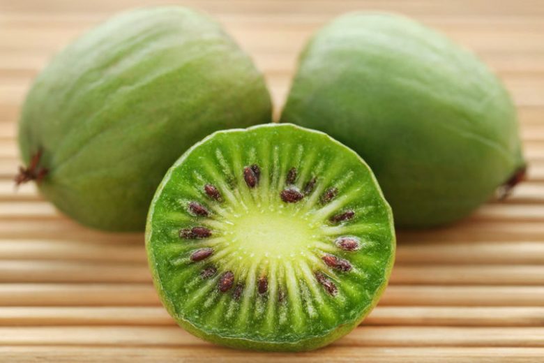 Actinidia arguta 'Issai', Hardy Kiwi Vine 'Issai', Bower Actinidia 'Issai', Hardy Kiwi 'Issai', Tara Vine 'Issai', Yang Tao 'Issai', Kiwifruit, Kiwi Fruits, Vines, Climbers, Kiwi Vine