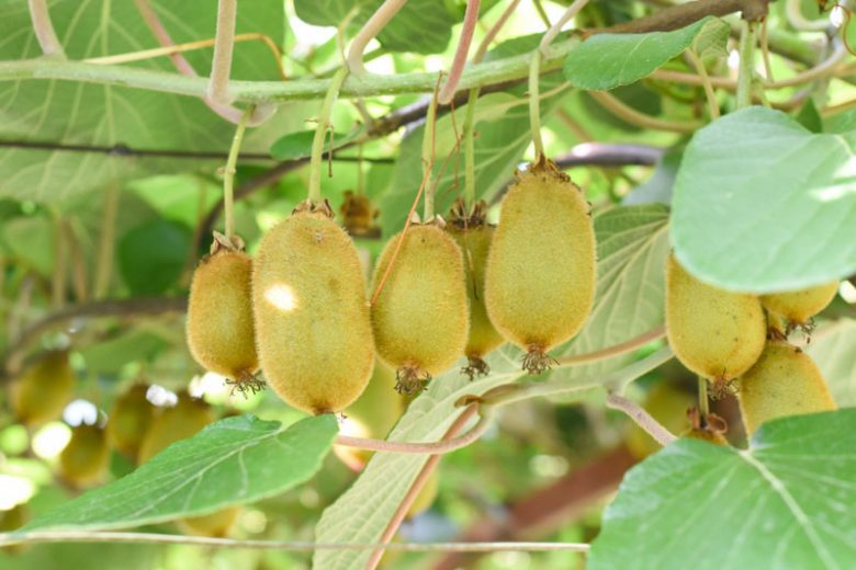 Actinidia deliciosa, Kiwifruit, Kiwi Fruit, Chinese Gooseberry, Smooth-skinned Kiwifruit, Yangtao, Vines, Climbers, Kiwi Vine