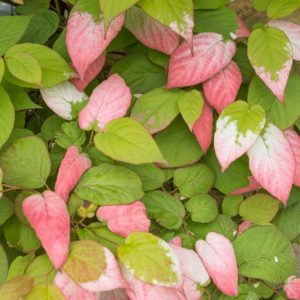 Actinidia kolomikta, Variegated Kiwi Vine, Kolomikta, Michurin Actinidia, Actinidia, Kewee, Vines, Climbers, Kiwi Vine