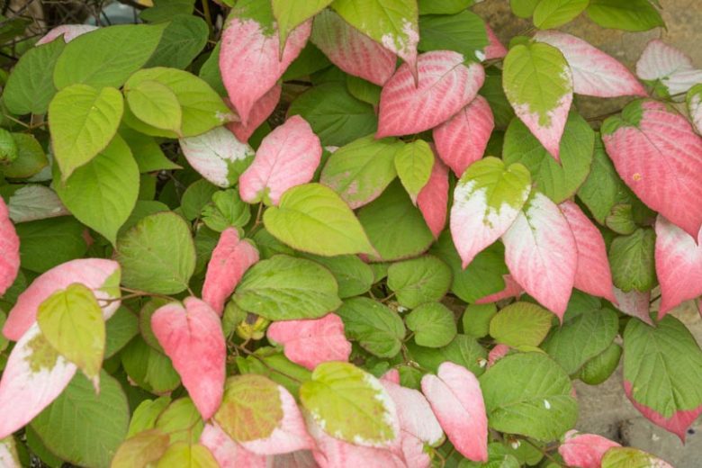 Actinidia kolomikta, Variegated Kiwi Vine, Kolomikta, Michurin Actinidia, Actinidia, Kewee, Vines, Climbers, Kiwi Vine