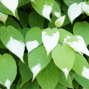 Actinidia polygama, Silver Vine, Variegated Kiwi Vine, Vines, Climbers, Kiwi Vine