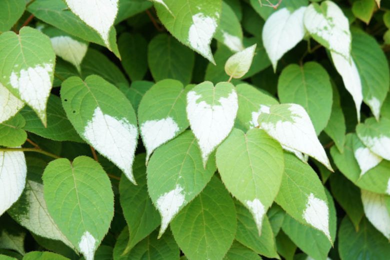 Actinidia polygama, Silver Vine, Variegated Kiwi Vine, Vines, Climbers, Kiwi Vine