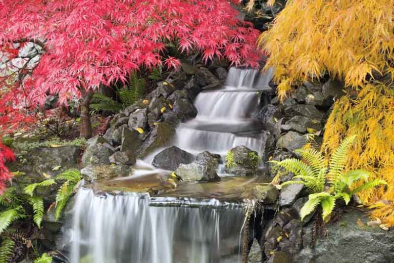 Acer, Acer palmatum, acer palmatum dissectum, Japanese Maple, Winter bark, Spring foliage, spring color, Fall color, Fall Foliage, Drama Trees