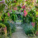 Rose Gardening, Designing with Roses, Climbing Roses, Rambling Roses, garden roses, Rose bushes, Rose Dorothy Perkins, Rose Princesse Louise, Arbors, Pergolas, Fragrant Climbing Roses