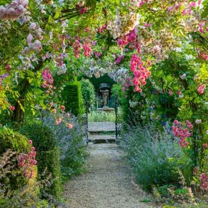 Rose Gardening, Designing with Roses, Climbing Roses, Rambling Roses, garden roses, Rose bushes, Rose Dorothy Perkins, Rose Princesse Louise, Arbors, Pergolas, Fragrant Climbing Roses
