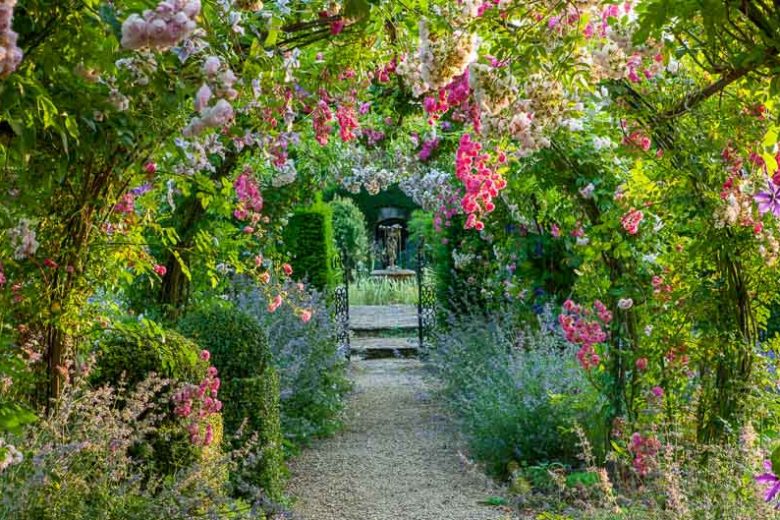 Rose Gardening, Designing with Roses, Climbing Roses, Rambling Roses, garden roses, Rose bushes, Rose Dorothy Perkins, Rose Princesse Louise, Arbors, Pergolas, Fragrant Climbing Roses