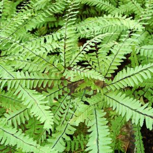 Adiantum aleuticum,Maidenhair Fern, Serpentine Maidenhair, Aleutian Maidenhair, Five-Fingered Fern, Western Maidenhair, Shade plants, shade perennial, plants for shade, plants for wet soil