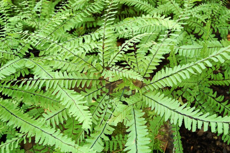 Adiantum aleuticum,Maidenhair Fern, Serpentine Maidenhair, Aleutian Maidenhair, Five-Fingered Fern, Western Maidenhair, Shade plants, shade perennial, plants for shade, plants for wet soil