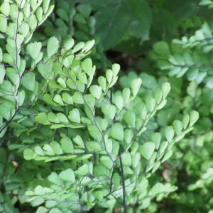 Adiantum venustum,Himalayan Maidenhair Fern, Evergreen Maidenhair, Evergreen Fern, Shade plants, shade perennial, plants for shade, plants for wet soil