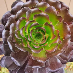 Aeonium 'Cyclops', Giant Red Aeonium, Black Rose, Purple Rose Tree, Purple Rose Black Aeonium, Black succulent