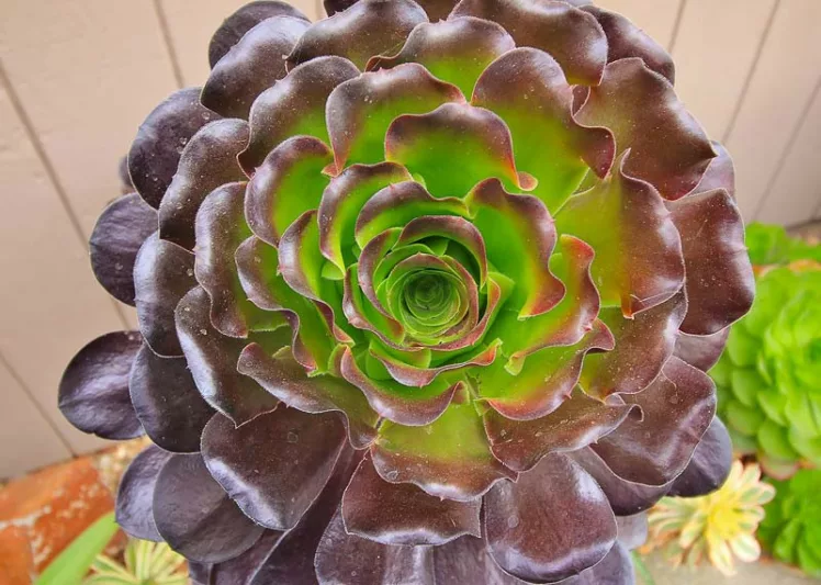Aeonium 'Cyclops', Giant Red Aeonium, Black Rose, Purple Rose Tree, Purple Rose Black Aeonium, Black succulent