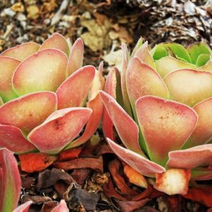 Aeonium canariense, Canary Island Aeonium, Giant Velvet Rose, Tree Aeonium, Mint Saucer, Hen and Chicks Aeonium