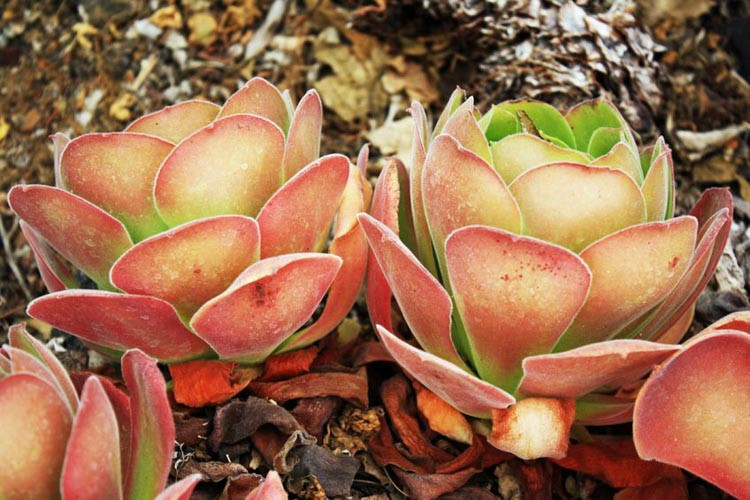 Aeonium canariense, Canary Island Aeonium, Giant Velvet Rose, Tree Aeonium, Mint Saucer, Hen and Chicks Aeonium