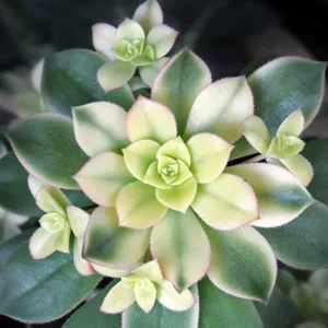 Aeonium haworthii 'Kiwi', Aeonium 'Kiwi', Succulent, Aeonium, Aeonium decorum 'Kiwi'
