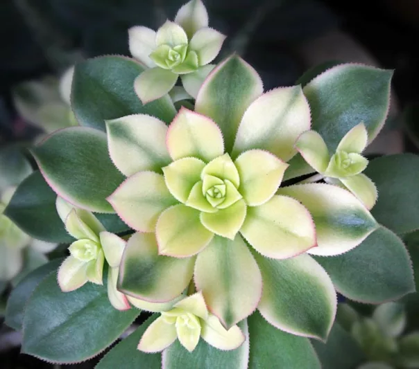 Aeonium haworthii 'Kiwi', Aeonium 'Kiwi', Succulent, Aeonium, Aeonium decorum 'Kiwi'