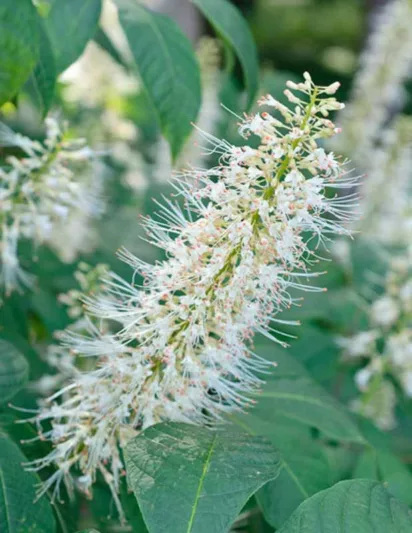 Aesculus Parviflora, Bottlebrush Buckeye, Dwarf Buckeye, Dwarf Horse Chestnut, White Flowers, Shade Plant, Plants for Shade,