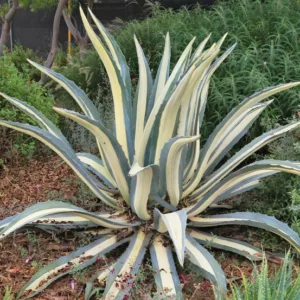 Agave Americana 'Mediopicta Alba', Century Plant 'Mediopicta Alba', American Aloe, Century Plant, Maguey, Flowering Aloe, Spiked Aloe, Variegated agave