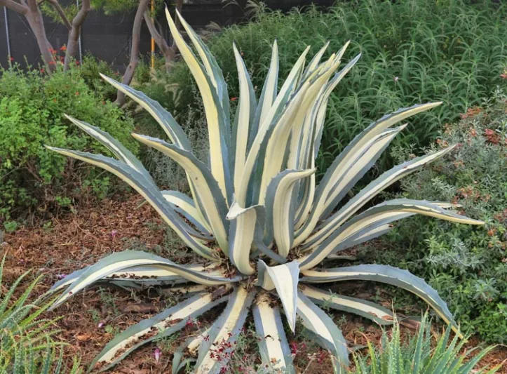 Agave Americana 'Mediopicta Alba', Century Plant 'Mediopicta Alba', American Aloe, Century Plant, Maguey, Flowering Aloe, Spiked Aloe, Variegated agave