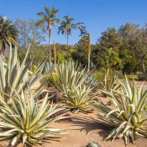 Agave Americana 'Mediopicta Aurea', Century Plant 'Mediopicta Aurea', American Aloe, Century Plant, Maguey, Flowering Aloe, Spiked Aloe
