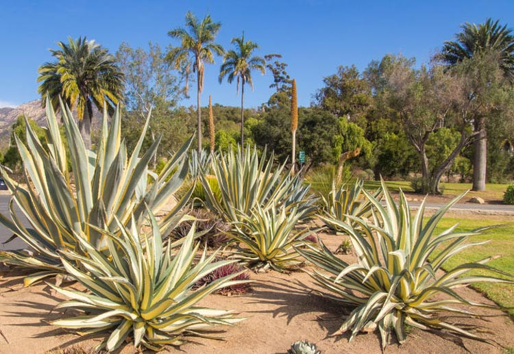 Agave Americana 'Mediopicta Aurea', Century Plant 'Mediopicta Aurea', American Aloe, Century Plant, Maguey, Flowering Aloe, Spiked Aloe