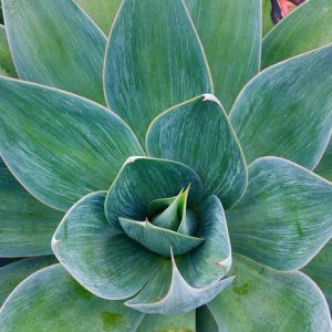 Agave 'Blue Flame', 'Blue Flame' Agave, Blue Agave,
