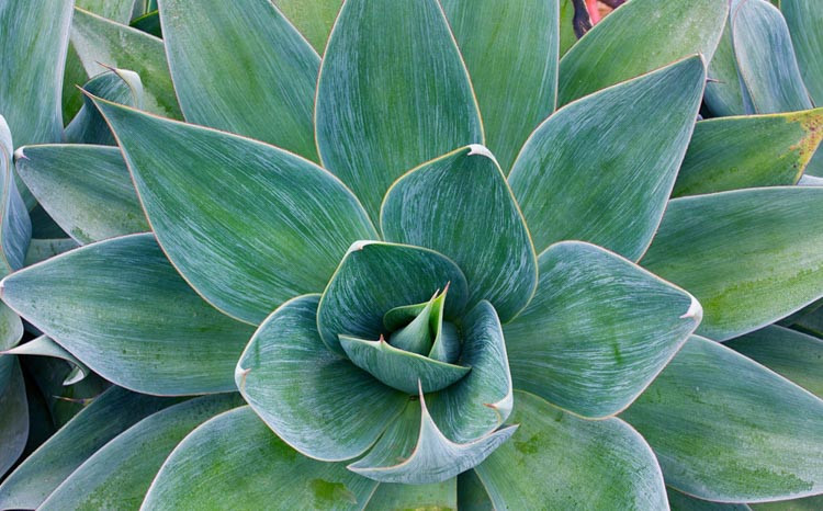 Agave 'Blue Flame', 'Blue Flame' Agave, Blue Agave,