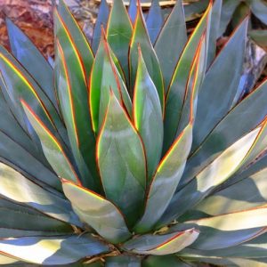 Agave 'Blue Glow', 'Blue Glow' Agave, Blue Agave,
