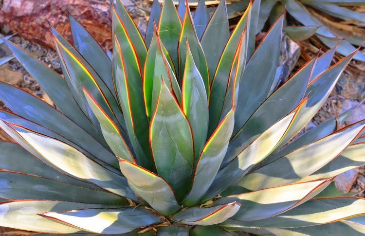 Agave 'Blue Glow', 'Blue Glow' Agave, Blue Agave,