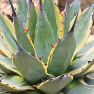 Agave 'Cream Spike', 'Cream Spike' Agave, Agave parryi minima variegata, Agave applanata 'Cream Spike', Agave parryi 'Cream Spike', Variegated Agave, Small Agave