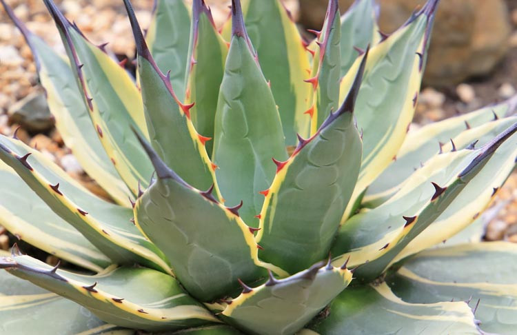 Agave 'Cream Spike', 'Cream Spike' Agave, Agave parryi minima variegata, Agave applanata 'Cream Spike', Agave parryi 'Cream Spike', Variegated Agave, Small Agave