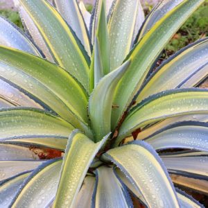 Agave 'Joe Hoak', Variegated Agave, 'Joe Hoak' Agave, Agave desmetiana 'Joe Hoak'