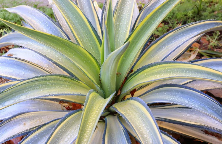 Agave 'Joe Hoak', Variegated Agave, 'Joe Hoak' Agave, Agave desmetiana 'Joe Hoak'