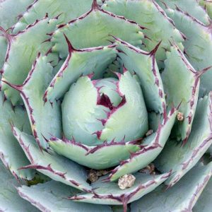 Agave 'Kissho Kan', Agave 'Kichiokan', Lucky Crown Century Plant, Agave potatorum 'Kissho Kan', Agave potatorum 'Variegata', Agave 'Kichi-Jokan', Butterfly Agave, blue Agave, Gray Agave, Drought tolerant plant