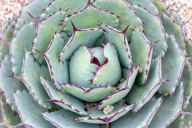 Agave 'Kissho Kan', Agave 'Kichiokan', Lucky Crown Century Plant, Agave potatorum 'Kissho Kan', Agave potatorum 'Variegata', Agave 'Kichi-Jokan', Butterfly Agave, blue Agave, Gray Agave, Drought tolerant plant