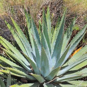 Agave Utahensis,Utah Agave, Kaibab agave, Agave Utahensisvar. nevadensis, Agave Utahensis var. eborispina, cold hardy agaves, hardy agaves
