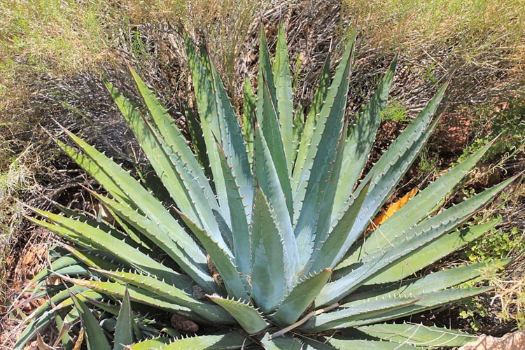Agave Utahensis,Utah Agave, Kaibab agave, Agave Utahensisvar. nevadensis, Agave Utahensis var. eborispina, cold hardy agaves, hardy agaves