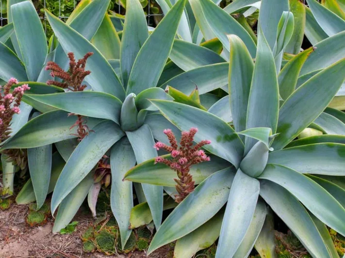 Agave attenuata 'Boutin Blue', Agave 'Boutin Blue', Agave 'Blue Boy', Agave attenuata 'Nova', Fox Tail Agave 'Boutin Blue', Agave attenuata 'Huntington Blue', Blue Agave,