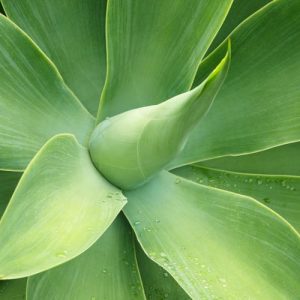 Agave attenuata, Fox Tail Agave,  Lion's Tail Agave, Swan's Neck Agave, Agave cernua, Agave glaucescens, Agave pruinosa