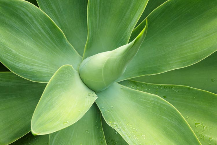 Agave attenuata, Fox Tail Agave,  Lion's Tail Agave, Swan's Neck Agave, Agave cernua, Agave glaucescens, Agave pruinosa