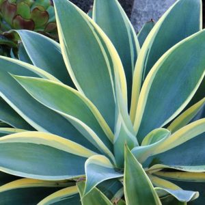 Agave attenuata 'Ray of Light', Agave 'Ray of Light', Fox Tail Agave 'Ray of Light', Variegated Agave,