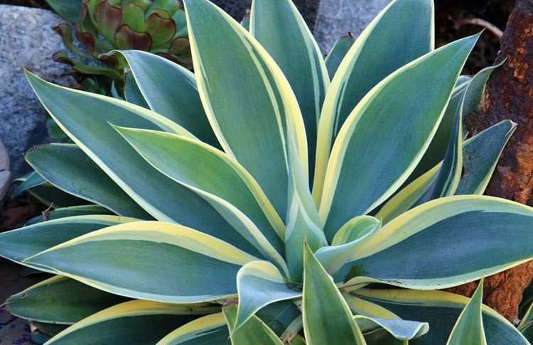 Agave attenuata 'Ray of Light', Agave 'Ray of Light', Fox Tail Agave 'Ray of Light', Variegated Agave,