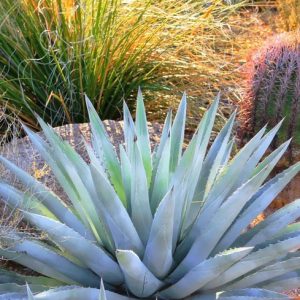 Agave chrysantha, Golden Flowered Century Plant, Golden Flowered Agave, Agave palmeri subsp. chrysantha, Agave palmeri var. chrysantha,Gray Agave, Drought tolerant plant, Cold hardy agave, Hardy agave