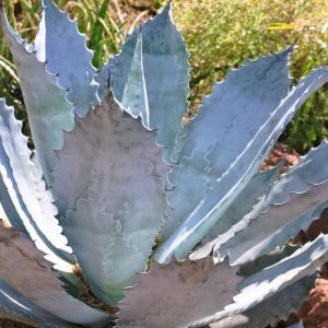 Agave colorata, Mescal Ceniza, Coastal Agave, Blue agave, Gray Agave, Drought tolerant plant, Cold hardy agave, Hardy agave