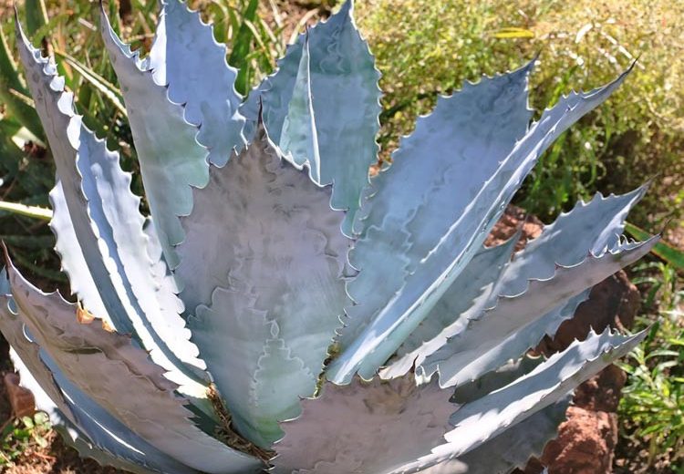 Agave colorata, Mescal Ceniza, Coastal Agave, Blue agave, Gray Agave, Drought tolerant plant, Cold hardy agave, Hardy agave