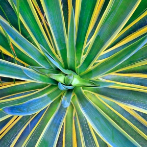 Agave desmetiana 'Variegata', Variegated Smooth Agave, Agave regeliana, Agave miradorensis, Agave desmettiana, Variegated Dwarf Agave